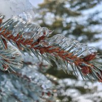 Обледенение :: Валерий Ткаченко