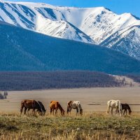Весенняя идиллия в горах :: елена беликова
