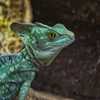 Венгрия\\Будапешт Зоопарк  2019г :: ujgcvbif 