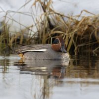 чирок свистунок :: юрий макаров