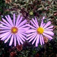 Двое летних :: Елена Семигина