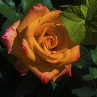 Флорибунда :: Валентин Семчишин