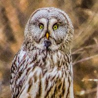 неясыть :: Аркадий неясыть :: Аркадий