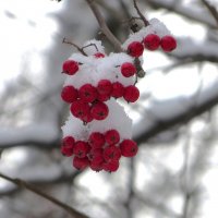 Рябинка :: Лариса С.