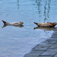 Городские жители... :: Dmitriy Dikikh Городские жители... :: Dmitriy Dikikh