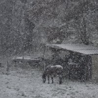 Нашествие белых мух :: XX 74