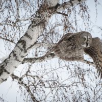 Зимний охотник: бородатая неясыть в своём естественном обличье. :: Вадим Басов