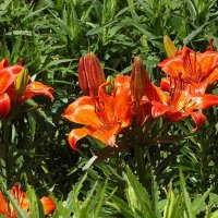 Лилии :: Freddy 97