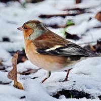В парке... :: Николай Саржанов