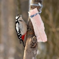 Большой :: Алексей . Большой :: Алексей .