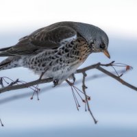 Дрозд рябинник :: Марина Фомина.