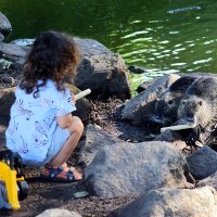 Сейчас я вас накормлю :: Юрий. Шмаков