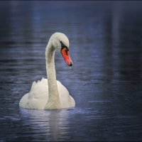 Одинокий лебедь :: Серый Одинокий лебедь :: Серый