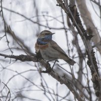 Варакущка :: Игорь Шабалин