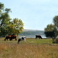 На пастбище :: Надежда Куркина 