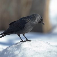 *** :: Андрей Андрианов