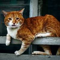 ф :: владимир 