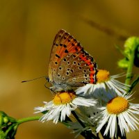 опять про бабочек...386 :: Александр Прокудин опять про бабочек...386 :: Александр Прокудин