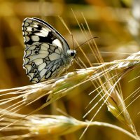 опять про бабочек...390 :: Александр Прокудин