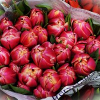 Очаровательные тюльпаны :: Aida10 