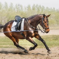 На корде :: SanSan 