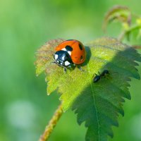 Макро :: Владимир Лазарев