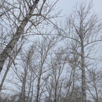 Тополинка.Вот и февраль пришёл. :: Андрей Хлопонин