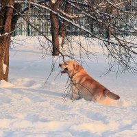 Одержимый идеей. :: Татьяна Помогалова