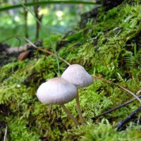 Миниатюрные грибочки. :: nadyasilyuk Вознюк Миниатюрные грибочки. :: nadyasilyuk Вознюк