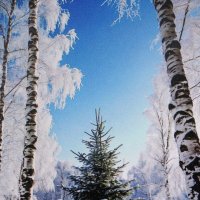 Красота в лесу :: Людмила Смородинская