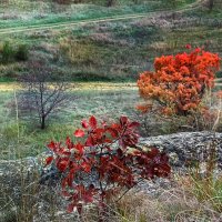 Геометрия осени :: Мариша 