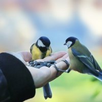 Конкуренция. :: Татьяна Бравая