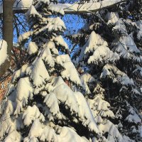 Морозное великолепие :: Alisia La DEMA