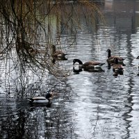 В холодной воде февраля :: Юрий. Шмаков