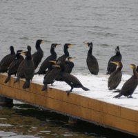 Прямо курортный сезон :: Валентин Семчишин