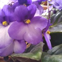 Фиалка :: Елена Семигина