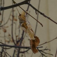 "Февраль...Достать чернил и плакать..." Б.Пастернак :: Syntaxist (Светлана)