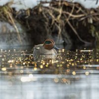 чирок свистунок :: юрий макаров