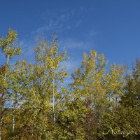 Природа Крыма :: Amazing Cosmea