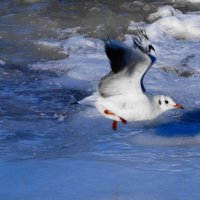 Чайка, Балтийское море, Зеленоградск, Калининградская область :: Рита Симонова