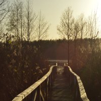 Роминтенская пуща. Мостки к озеру. :: Константин Белоногов