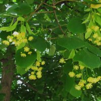 липовый цвет :: Елена Шаламова