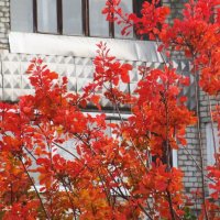 разноцветье октября :: Елена Шаламова