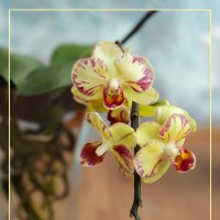 Моя коллекция орхидей :: Irene Irene