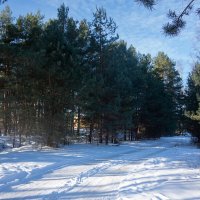 Лесная дорога. :: Геннадий Порохов