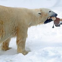 добыча :: Михаил Бибичков