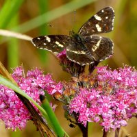 опять про бабочек...394 :: Александр Прокудин