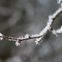 *** :: Наталья Герасимова