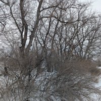 Зима :: Андрей Хлопонин