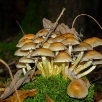 Могучая кучка... :: Николай Гирш